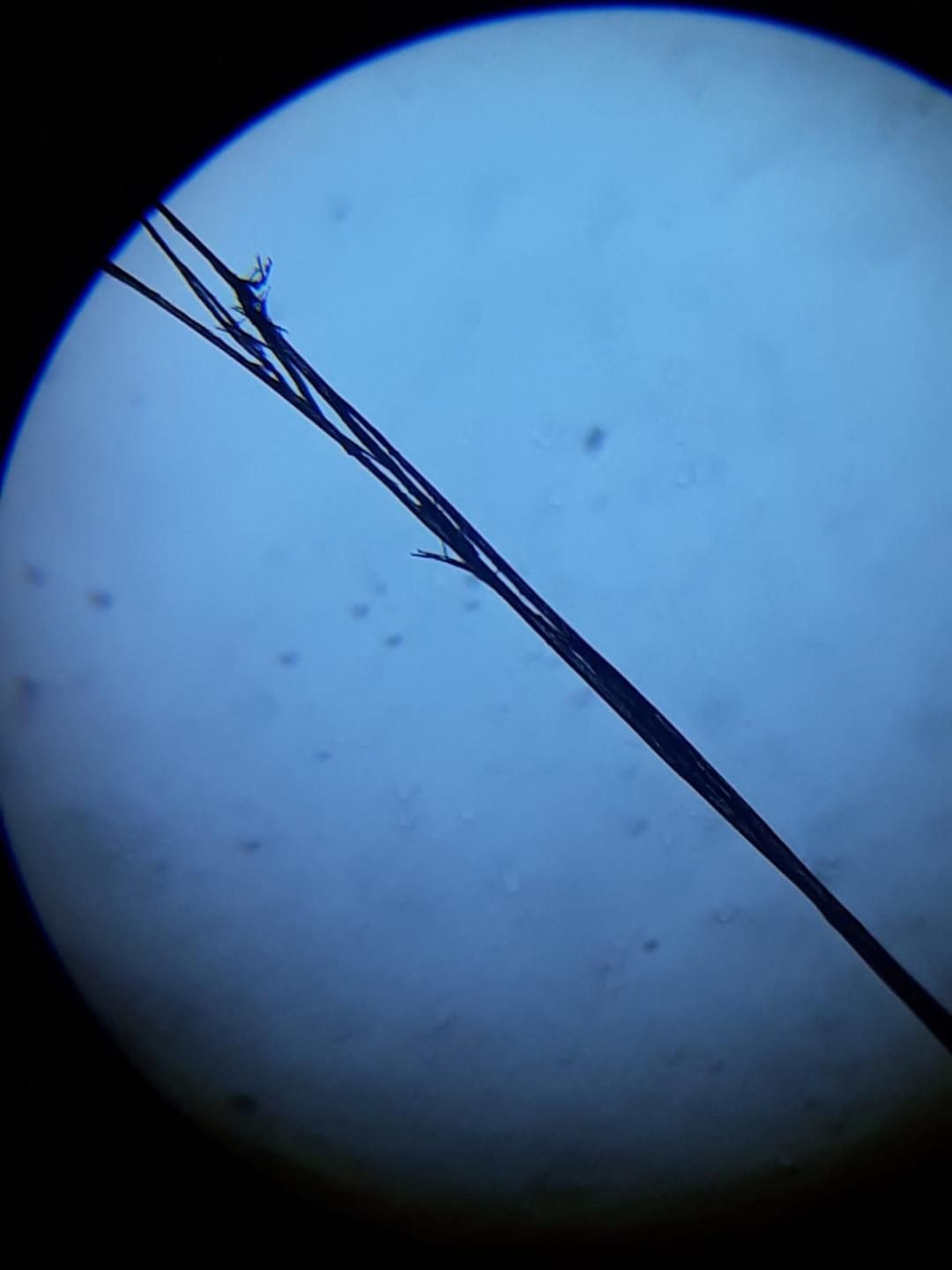 Fir Microscop 2